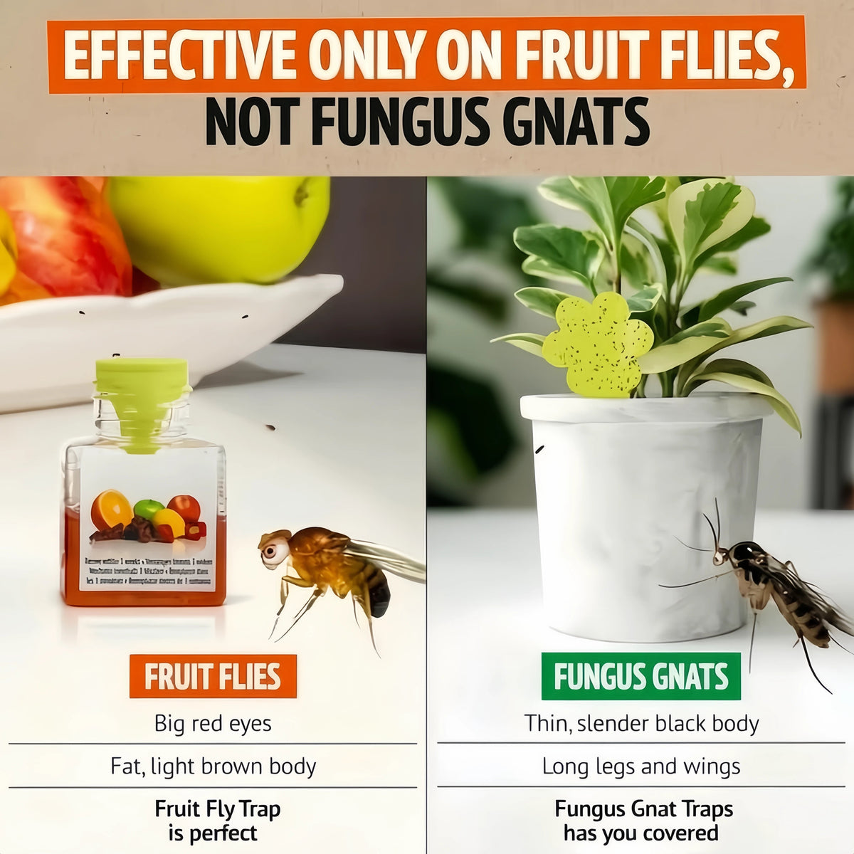 Ultra-Strong Fruit Fly Trap - User Friendly (Up to 3 Weeks per Bottle)