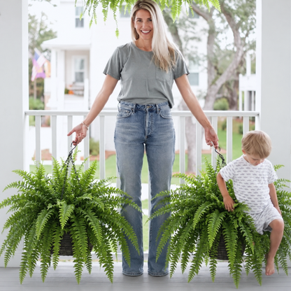 🔥 Last Day 70% OFF💡Glowing Artificial Boston Ferns with Lights – Never Fade, No Watering, No Maintenance🌿