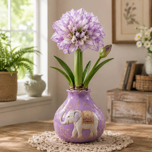 🌺 Waxed Double Amaryllis Bulbs – No Soil, No Water, Just Watch It Grow