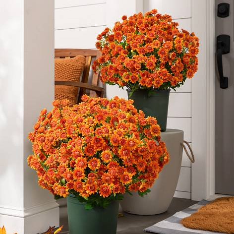 Artificial Outdoor Sunset Mums Flowers - UV resistant, Waterproof, Windproof
