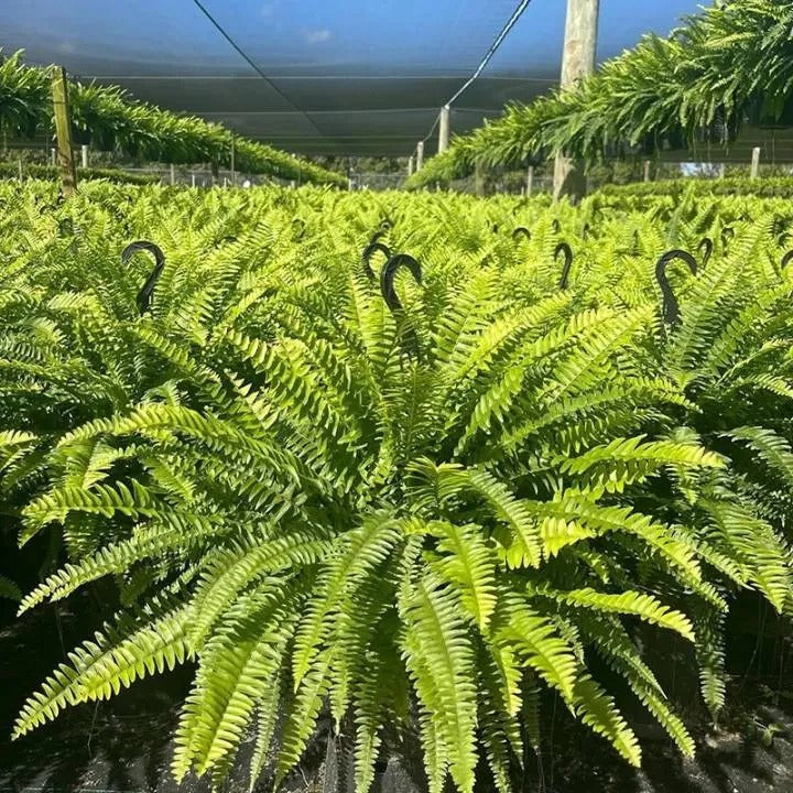 🔥 Last Day 70% OFF💡Glowing Artificial Boston Ferns with Lights – Never Fade, No Watering, No Maintenance🌿