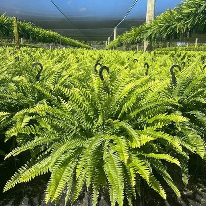 🔥 Last Day 70% OFF💡Glowing Artificial Boston Ferns with Lights – Never Fade, No Watering, No Maintenance🌿